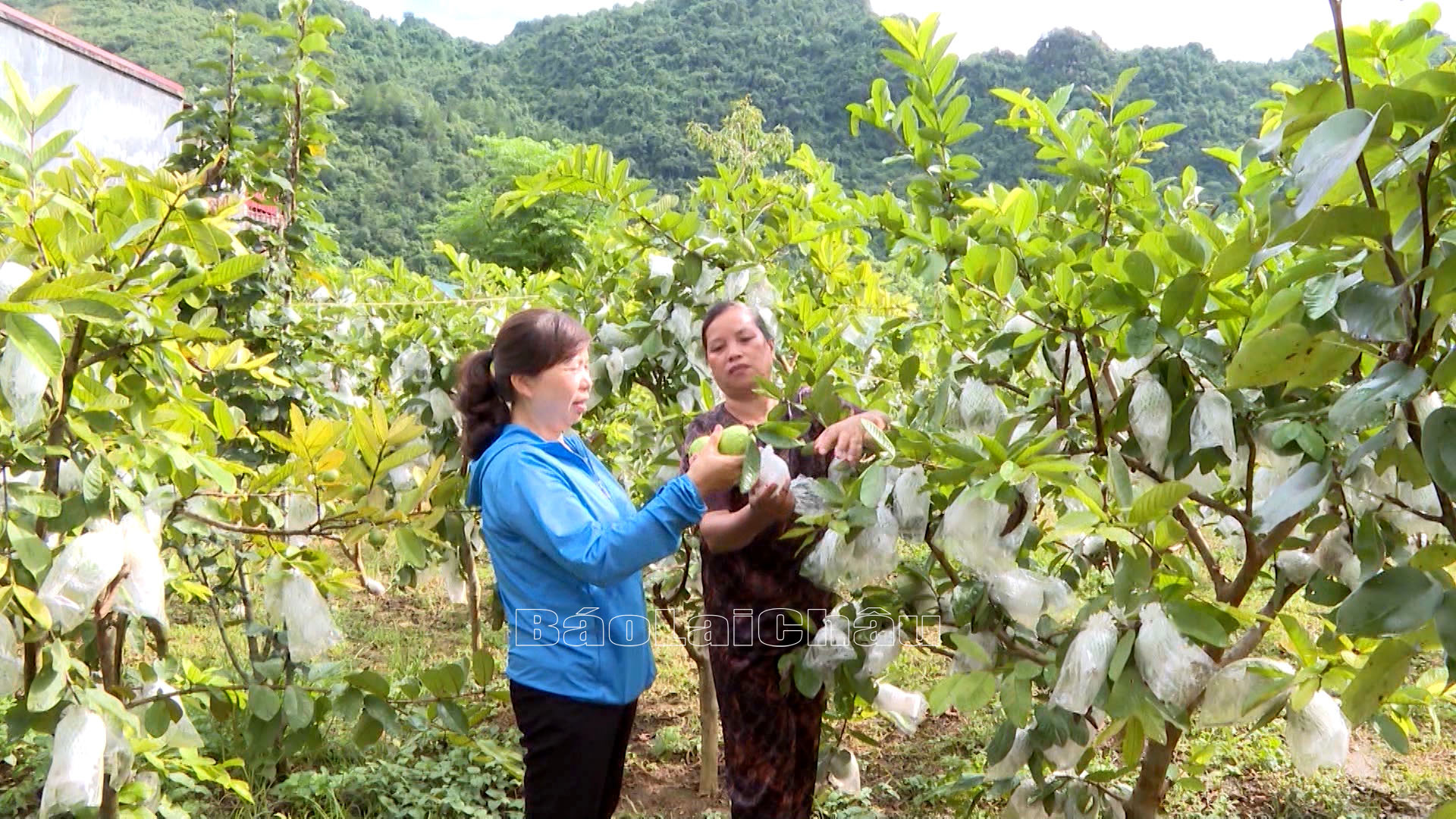 Người cao tuổi luôn nêu cao tinh thần gương mẫu trong phát triển kinh tế gia đình.